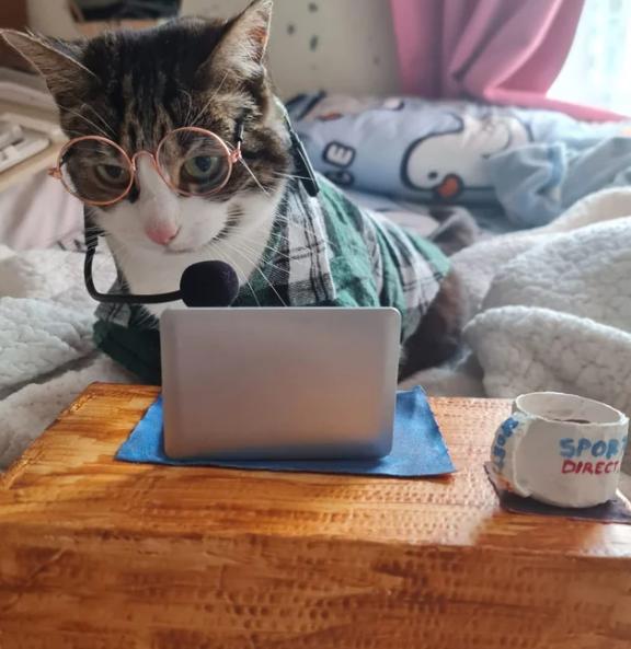 potret kucing bekerja menggunakan kacamata (reddit.com/chayam)