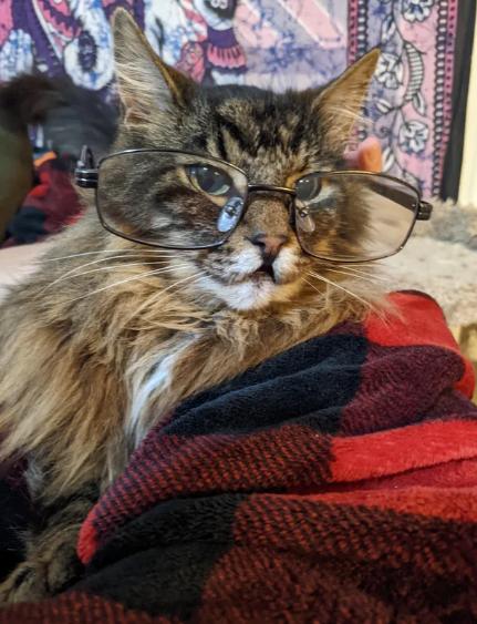 potret kucing bekerja menggunakan kacamata (reddit.com/chayam)