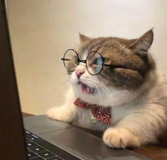 potret kucing bekerja menggunakan kacamata (reddit.com/amirsabbag31)