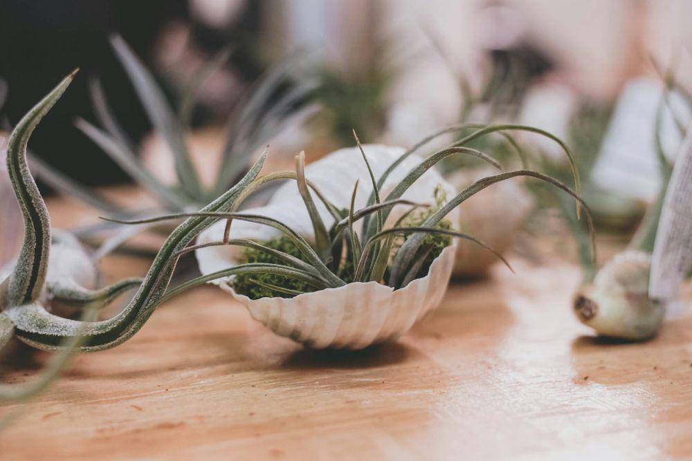 ilustrasi diy pot tanaman dari barang bekas (pexels.com/Joshua Mcknight)