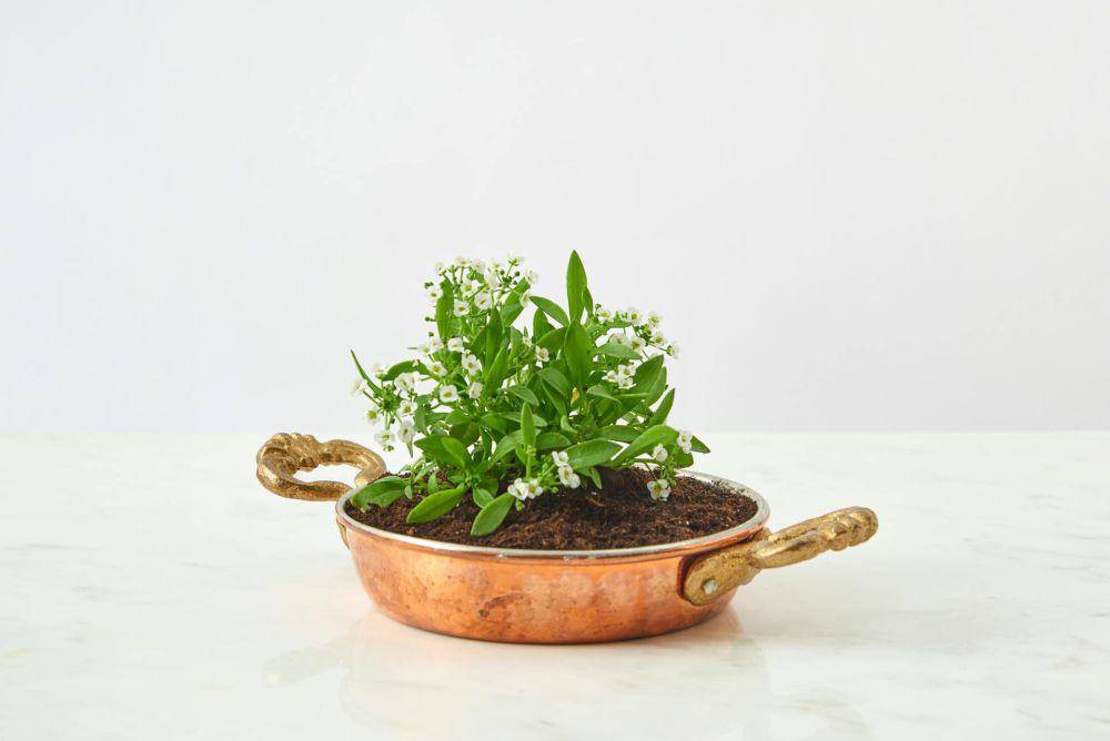 ilustrasi diy pot tanaman dari barang bekas (pexels.com/DS stories)