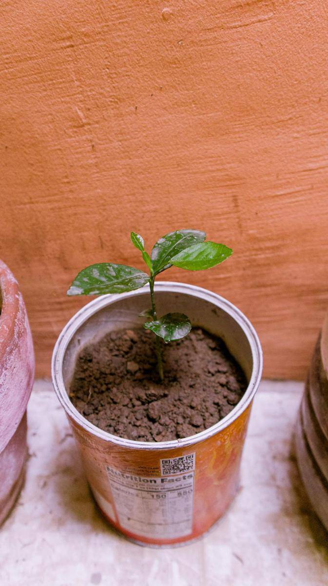 ilustrasi diy pot tanaman dari barang bekas (pexels.com/Nothing Ahead)