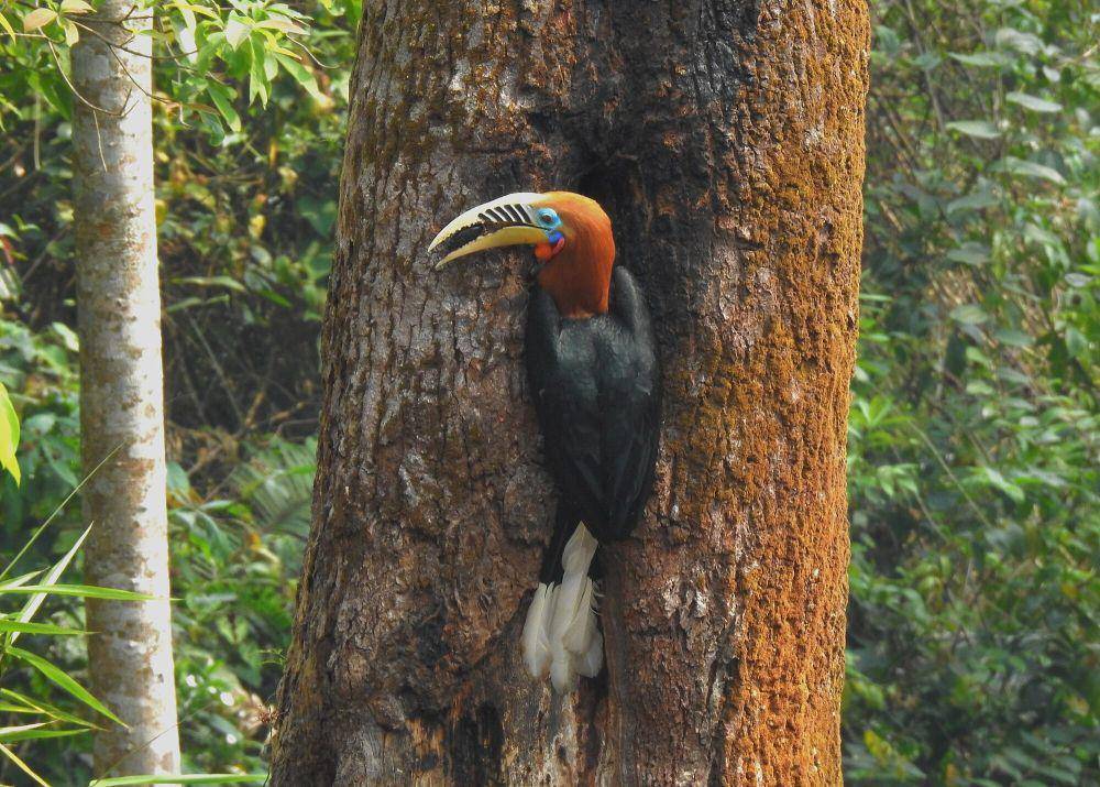 Rufous-necked hornbill (commons.m.wikimedia.org/Tisha Mukherjee)