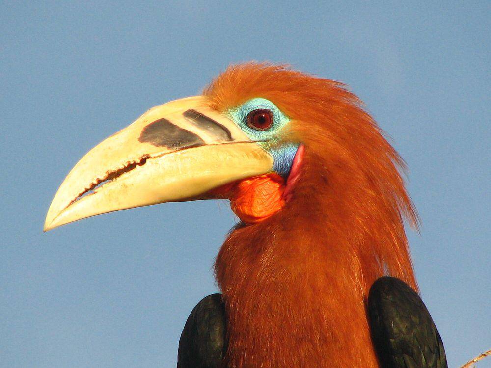 Rufous-necked hornbill (commons.m.wikimedia.org/Rohit Naniwadekar)