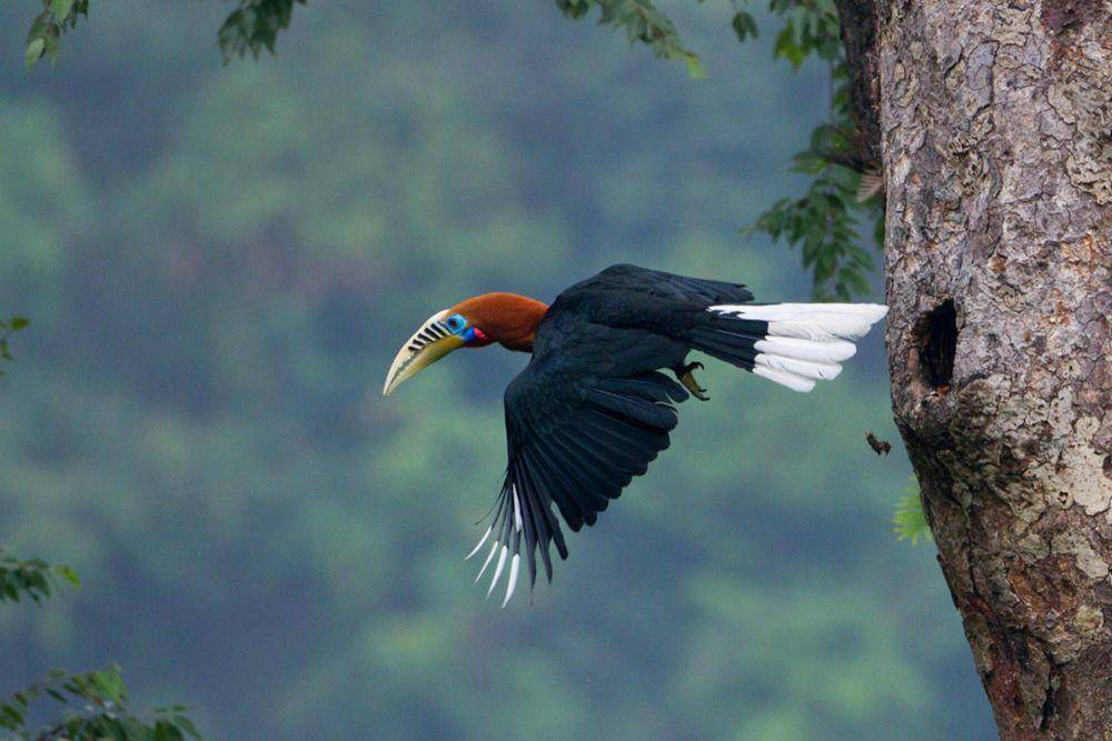 Rufous-necked hornbill (commons.m.wikimedia.org/Ujjal Ghosh)