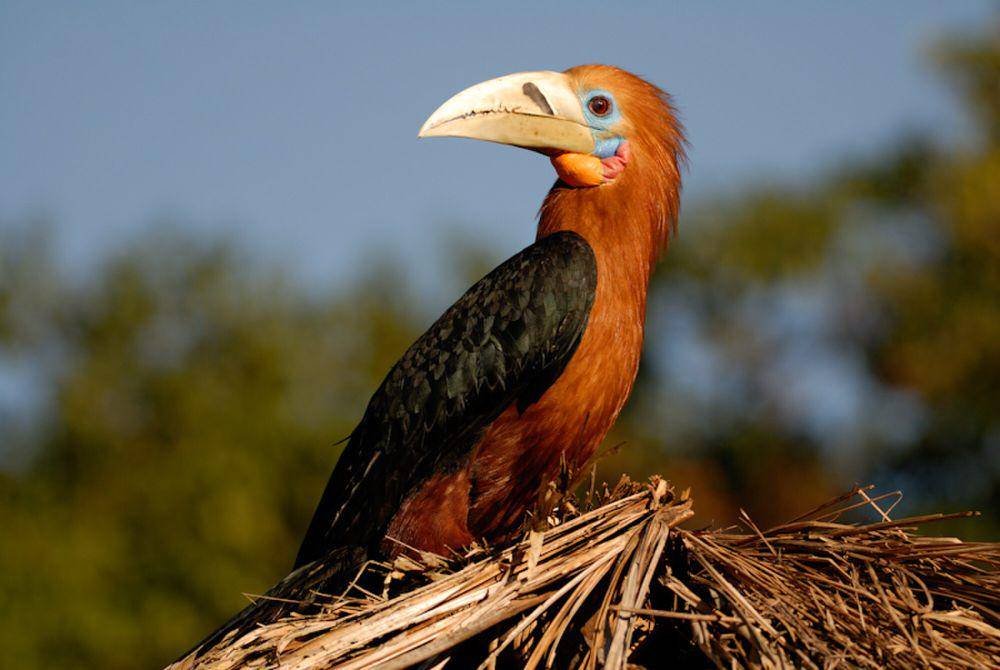 Rufous-necked hornbill (commons.m.wikimedia.org/Kalyanvarma