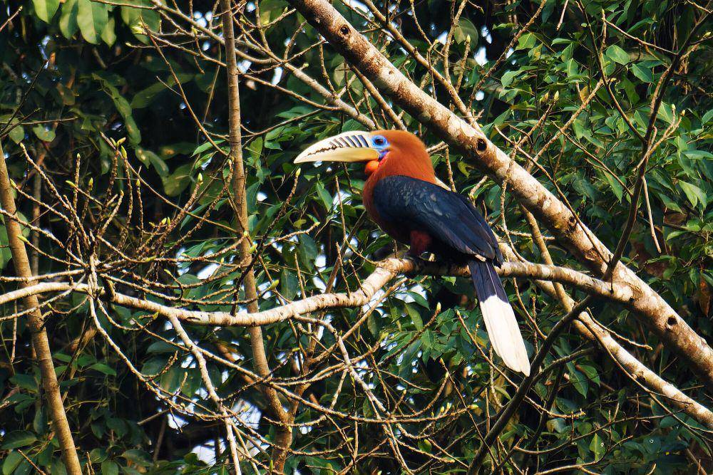 Rufous-necked hornbill (commons.m.wikimedia.org/Shiv's fotografia)