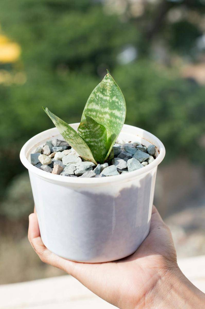 ilustrasi diy pot tanaman dari barang bekas (pexels.com/Ravi Kant)