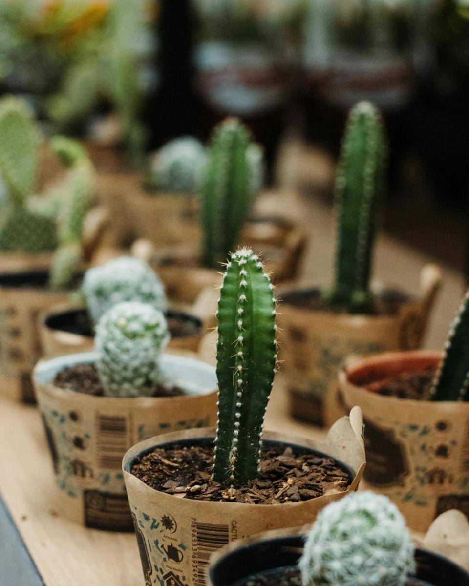 ilustrasi diy pot tanaman dari barang bekas (pexels.com/Eduardo Soares)