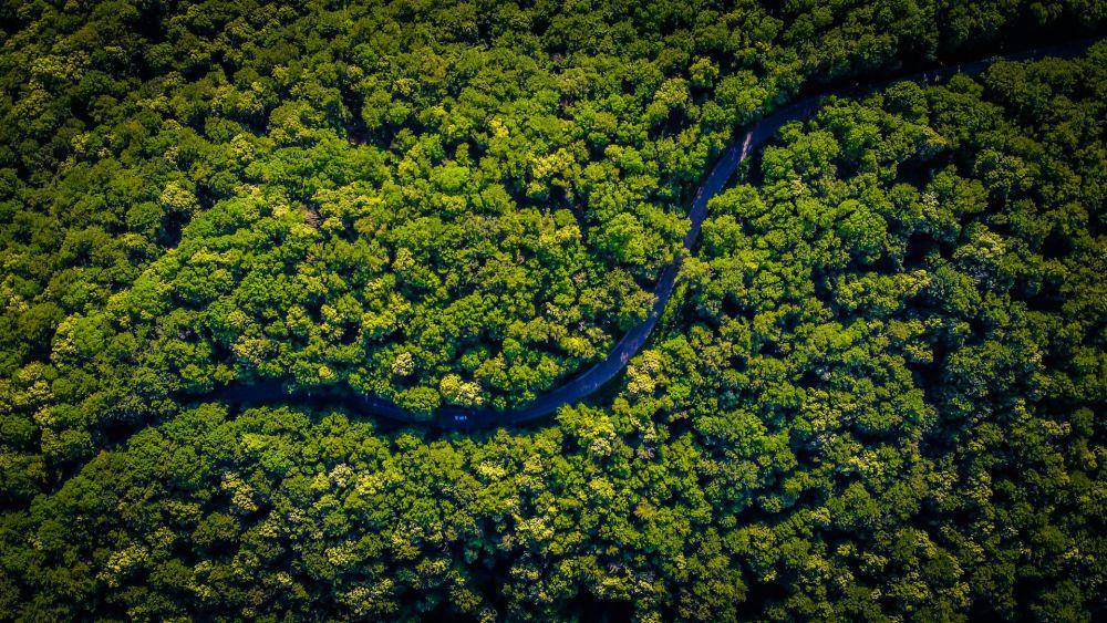ilustrasi hutan Amazon. (unsplash.com/Vlad Hilitanu)