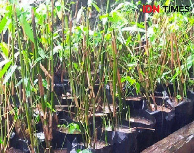 Bibit bambu (IDN Times/Ervan)
