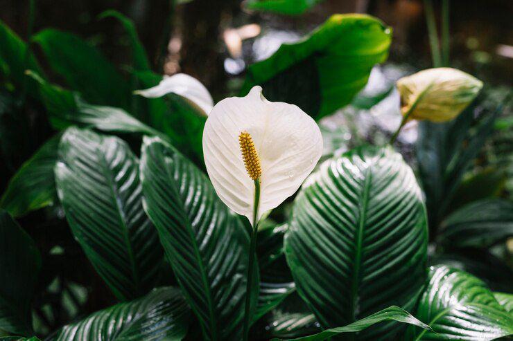 ilustrasi peace lily (freepik.com/ freepik)