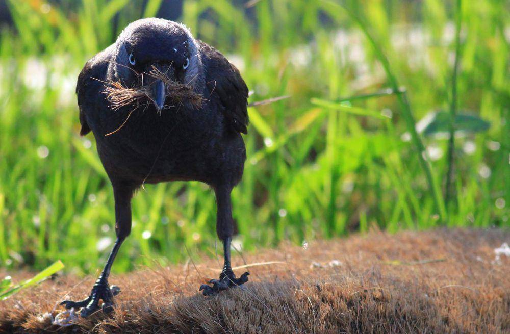 burung jackdaw (pixabay.com/babilkulesi)