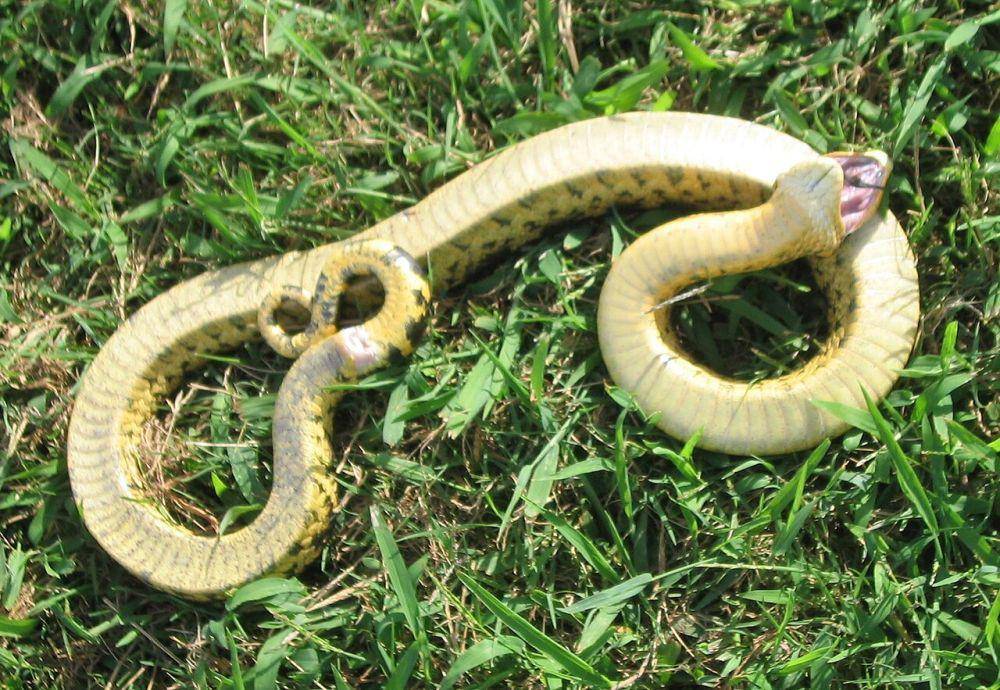 Ular Hognose timur (wikipedia.org/Virginia State Parks staff)