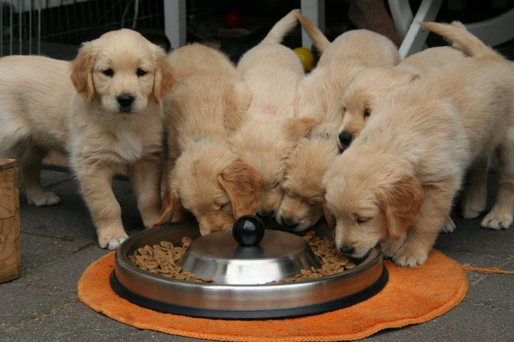 Resep Makanan Anak Anjing