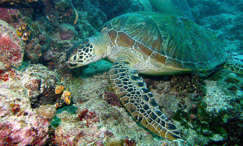 Ilustrasi penyu hijau di laut Sargasso (commons.m.wikimedia.org/Bernard DUPONT)