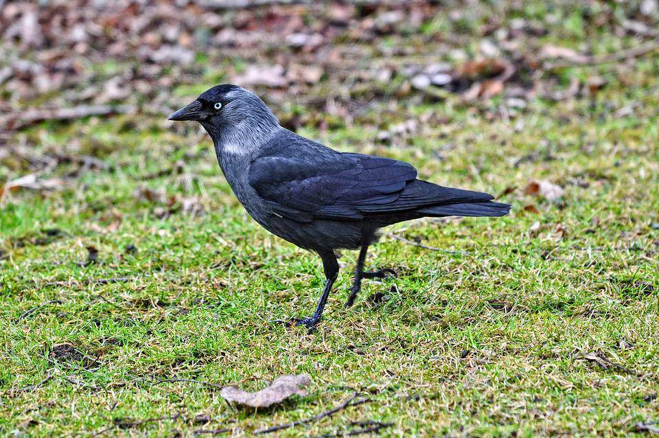 burung jackdaw (pixabay.com/MabelAmber)