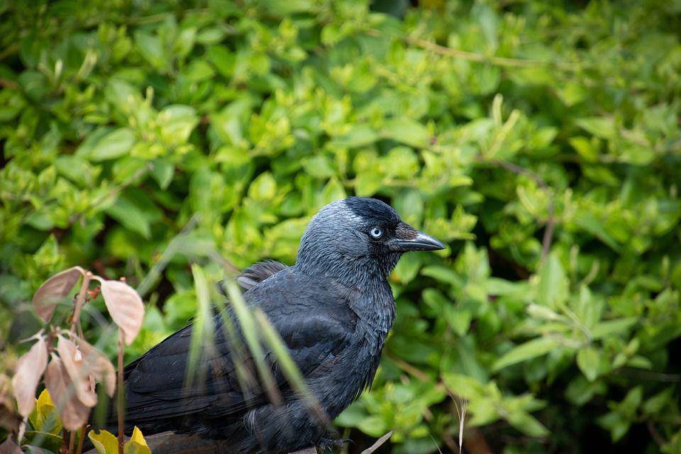 burung jackdaw (pixabay.com/dendoktoor)