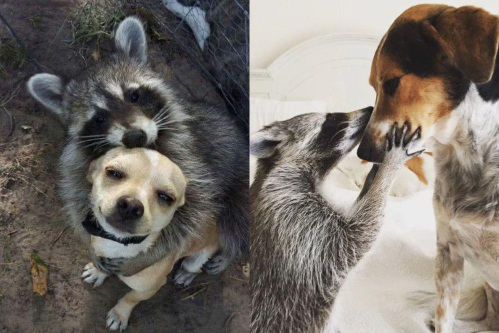9 Potret Lucu Persahabatan Anjing dan Rakun, Bestie Abis!
