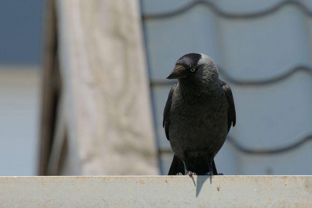 burung jackdaw (pexels.com/Ronald)