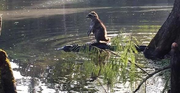 potret lucu rakun main air (reddit.com/dgkidd407)