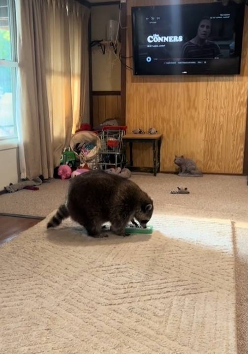 potret lucu rakun bermain alat musik (tiktok.com/bushbabytheraccoon)