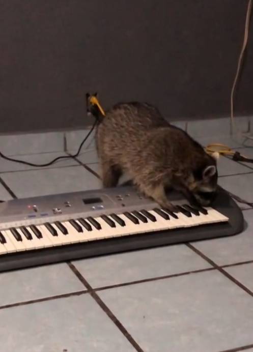potret lucu rakun bermain alat musik (tiktok.com/gingertheraccoon)