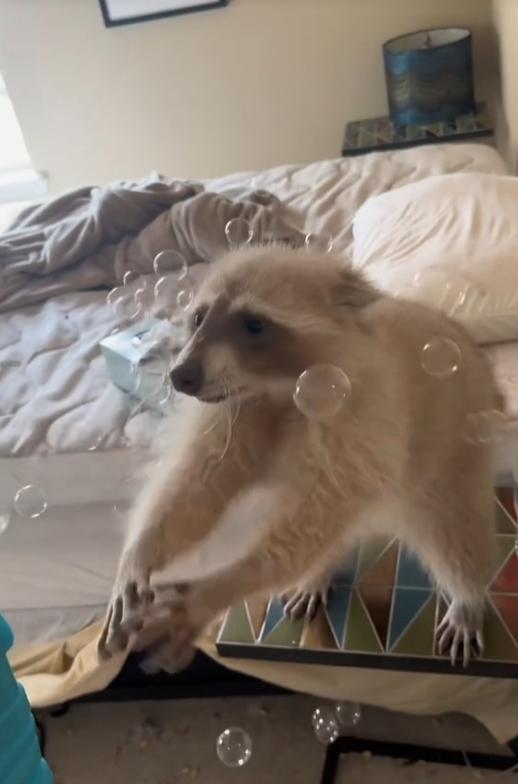potret rakun bermain gelembung (tiktok.com/bentoboxtheraccoon)