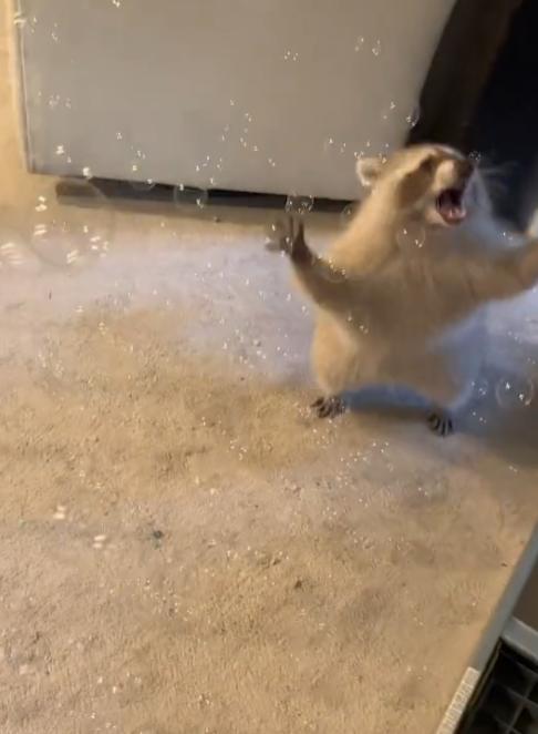 potret rakun bermain gelembung (tiktok.com/bentoboxtheraccoon)
