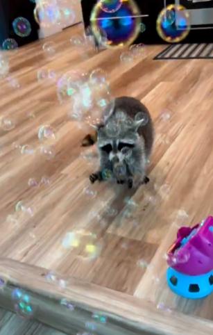 potret rakun bermain gelembung (instagram.com/louietheraccoon)