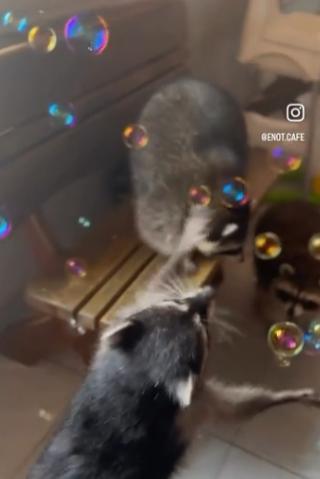 potret rakun bermain gelembung (reddit.com/CommercialBox4175)