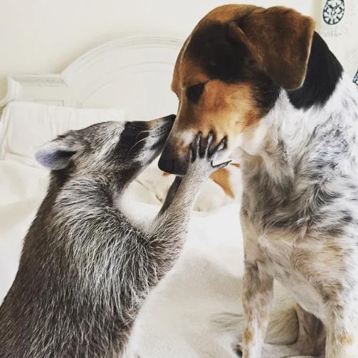 potret lucu anjing dan rakun akrab (reddit.com/hawkeyeontario1)