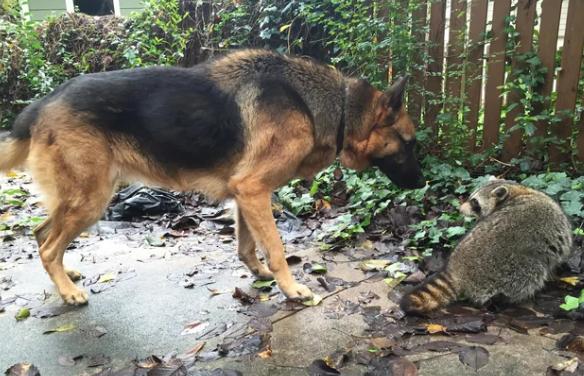 potret lucu anjing dan rakun akrab (reddit.com/Crux1836)