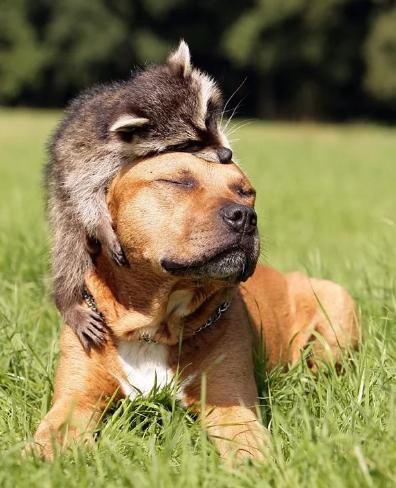 potret lucu anjing dan rakun akrab (reddit.com/SigfriedandFreud)