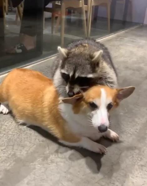 potret lucu anjing dan rakun akrab (reddit.com/NebularVanguard)