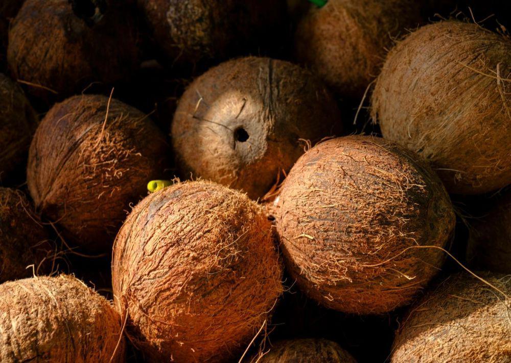ilustrasi kelapa (unsplash.com/enginakyurt)