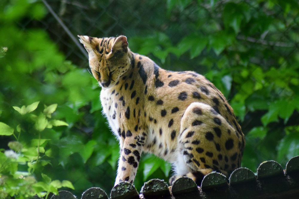 7 Jenis Kucing Eksotis yang Cantik, Banyak yang Ingin Memelihara