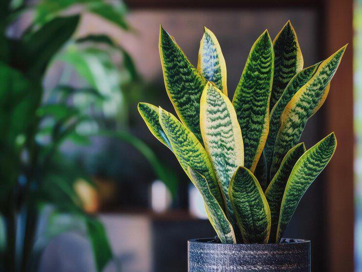 ilustrasi snake plant (freepik.com/ bramjanssens)