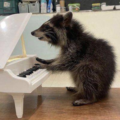 potret lucu rakun bermain alat musik (x.com/PainBruv)