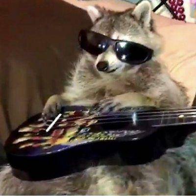 potret lucu rakun bermain alat musik (x.com/itssnuffie)