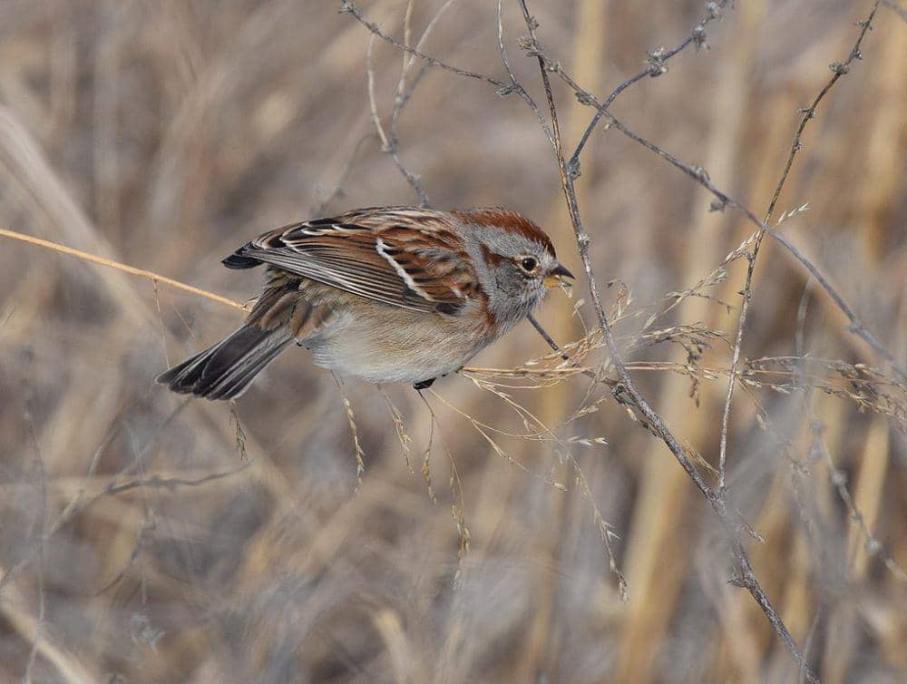 american tree sparrow (commons.wikimedia.org/Andy Reago, Chrissy McClarren)