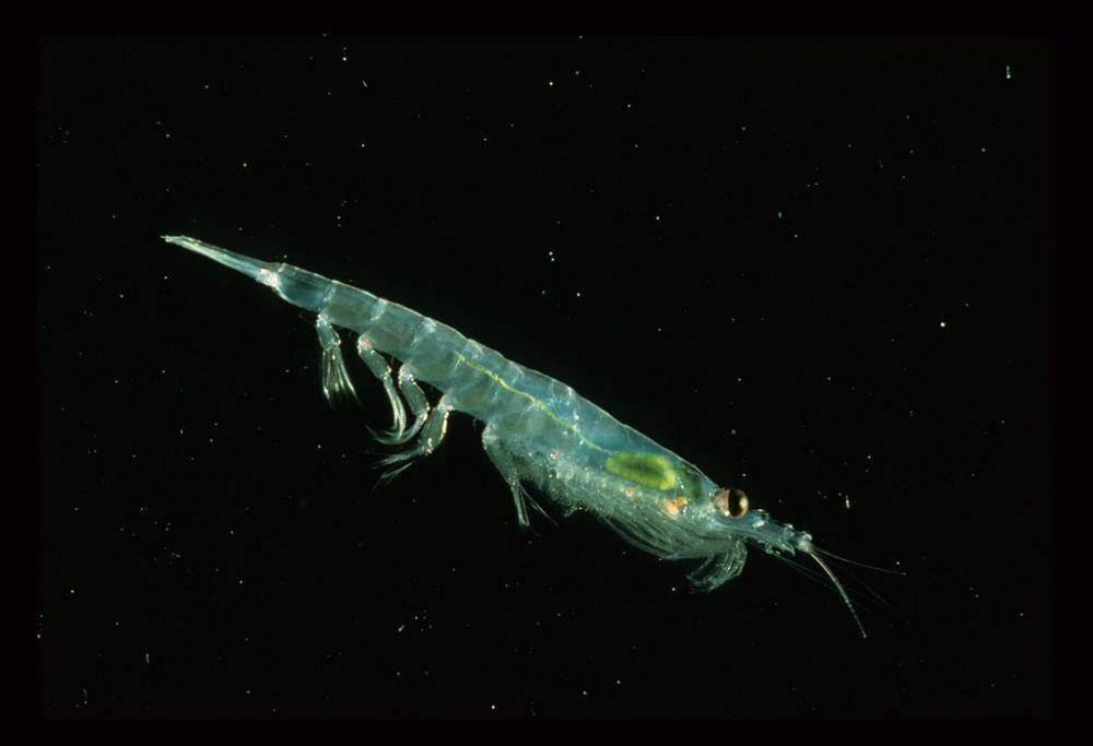 antarctic krill (commons.wikimedia.org/Dr. Wayne Trivelpiece)