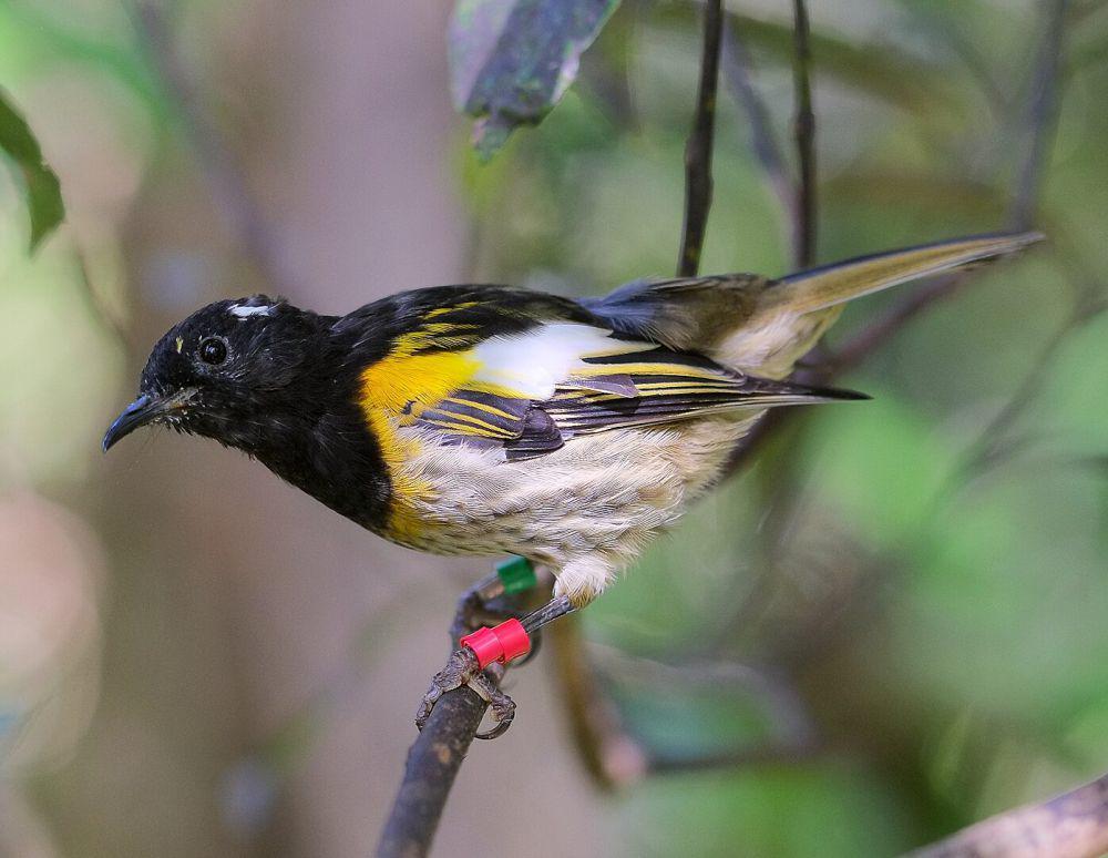 stitchbird (commons.wikimedia.org/Pseudopanax)