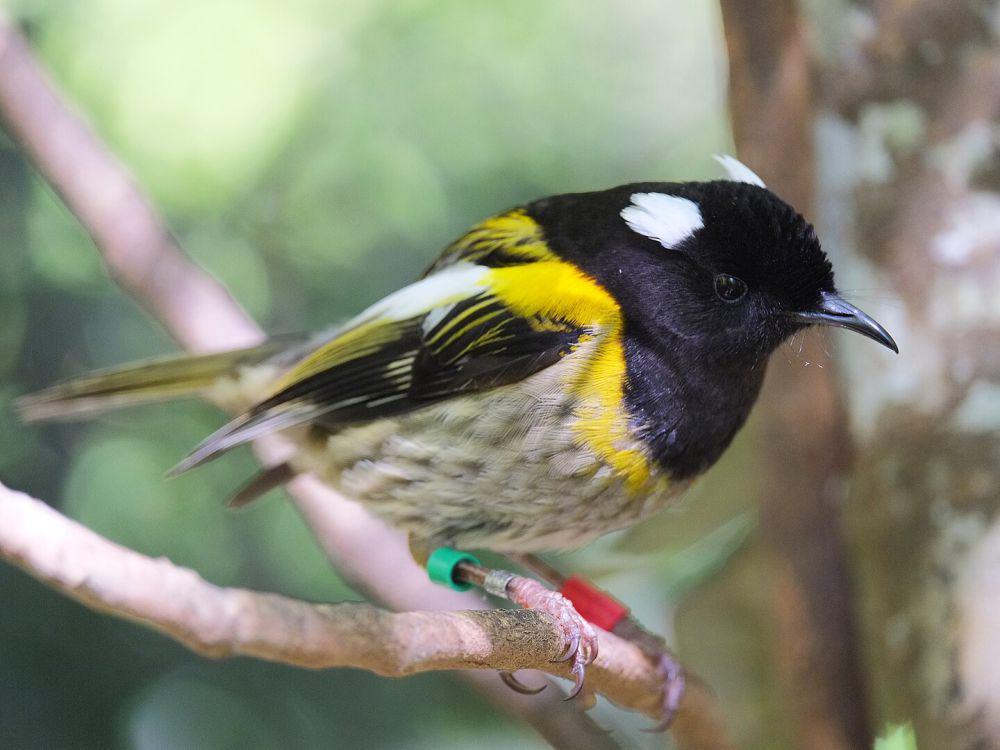 6 Fakta Unik Stitchbird, Burung Endemik di Selandia Baru
