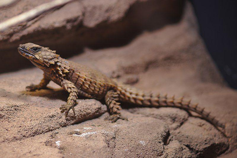 6 Fakta Terunik Kadal Armadillo, Reptil dengan Zirah seperti Naga