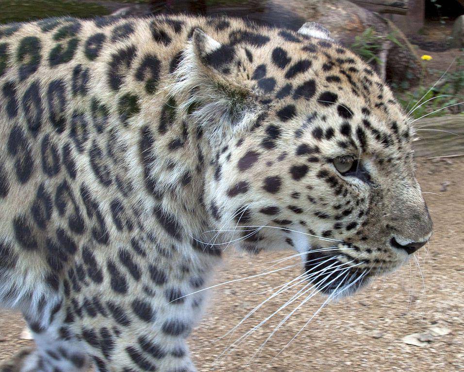 amur leopard (commons.wikimedia.org/Tony Hisgett)