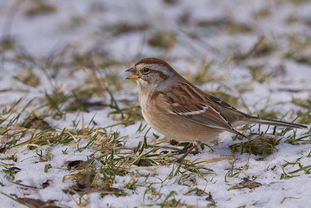 american tree sparrow (commons.wikimedia.org/Paul Danese)