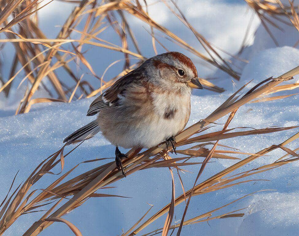 american tree sparrow (commons.wikimedia.org/Rhododendrites)