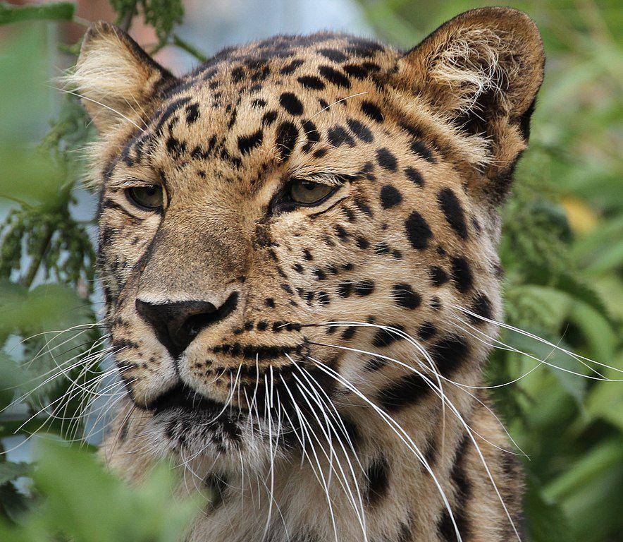 amur leopard (commons.wikimedia.org/Tony Hisgett)