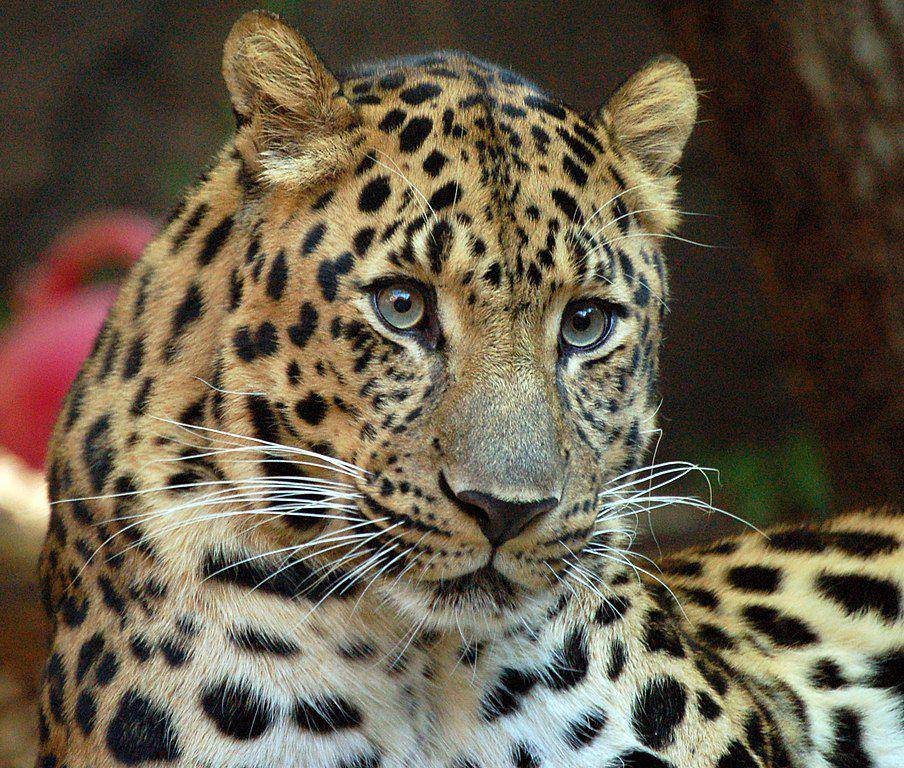 amur leopard (commons.wikimedia.org/Art G.)